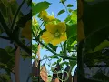 #Borneo #婆罗洲岛#*Hidden Paradise* *Beautiful Garden**No One Knows About*