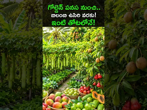 కిచెన్ గార్డెన్‌లో గోల్డెన్ పనస, థాయ్ అరటి, మల్బరీ, బిలంబి ఉసిరి | అరుదైన పండ్లు @Raitunestham