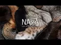 Download Lagu NAFA \u0026 NAWFSC Present: 2017 Wild Fur Promotional Highlights