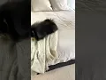 Download Lagu Dog Reacts To Who Let The Dogs Out 🎶 #shorts #dog