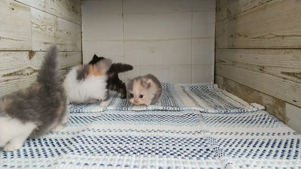 動画