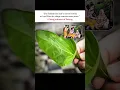 Download Lagu “A Living Witness of Satyug – Mata Shabari’s Sacred Leaf 🕉️✨”