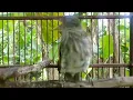 Download Lagu suara siri siri besar dikebun, cocok untuk master