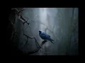 Landhouse & Raddantze - efterar