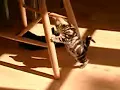 Cat Play is Cat Play
