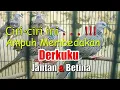Download Lagu Cara Membedakan Terkukur Jantan dan Betina | Ciri-ciri yang Membedakan Derkuku Jantan dan Betina