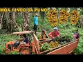 Download Lagu ISANG PUNO SA HANDTRUCTURA NAHINOG NA ANG MGA SAGING SA PUNO PAGHAHARVEST