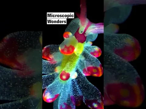 The most beautiful thing you'll see today is right here #microscope #science