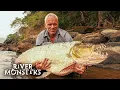The Ultimate Goliath Tigerfish Compilation River Monsters