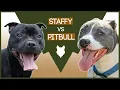 STAFFORDSHIRE BULL TERRIER VS PITBULL