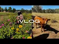 VLOGTOBER Spend the day with me at Warbington Farms pumpkin patch flower garden farm animals