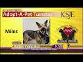 Adopt-A-Pet Tuesday Opal Bashful Miles Amber Francisco Farmington Regional Animal Shelter