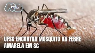 Pesquisadores da UFSC encontram vetor da febre amarela em matas