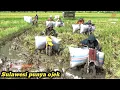 Download Lagu lumpur dalam | perjuangan ojek padi di lumpur yang dalam