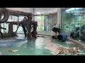 Panda attacked a peacock