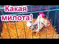 Download Lagu РИГА. Курочки и петушки-море позитива
