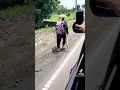 JOKO KENDIL NAIK MACAN PUTIH || DEDE INOEN NAIK KUCING ALBINO ‼️ #shorts #jokokendil #dedeinoen