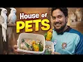 Lagu Colorful Parrots You’ll Fall in Love With 🦜 | House of Pets #birdlovers #tamedbirds 