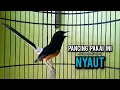 murai batu gacor AMPUH buat PANCINGAN murai batu agar bunyi JADIKAN burung murai gacor NYAUT EMOSI