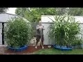 Merle Cain from Eugene Oregon and his Explosive Kiddie Pool Grow System WOW