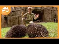 Robert Irwin's Australia Zoo Tour | Irwin Family Adventures