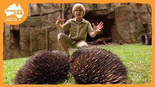 robert irwins australia zoo tour irwin family adventures