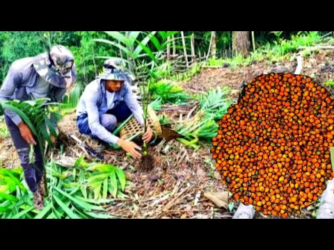 Download MP3 planting betel nut (areca nut) 100% successful