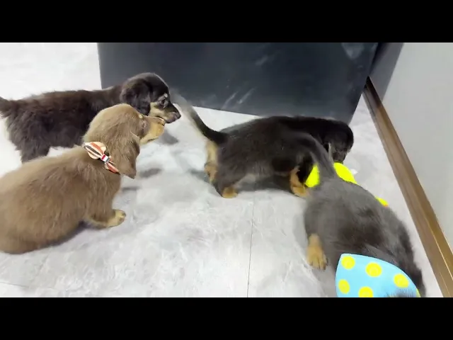 動画