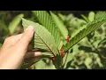 4K Herbal Medicine - KRATOM PLANT or Mitragyna Speciosa Thrives in The Wild