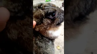 تربية الأرانب خمسة علامات تدل أن الأرنب حامل 