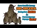 Download Lagu Cara Memilih Burung Siri-Siri Kecil Bahan dan Cara Perawatanya