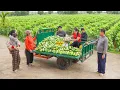 Harvesting 150KG Clean Cucumber \u0026 Orange Use 3-Wheeled Truck Transport Go To Market Sell