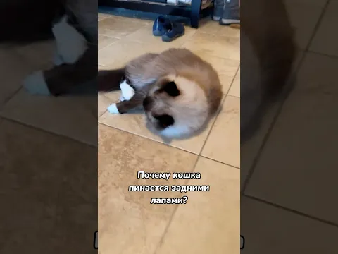 Почему кошка пинается задними лапами?