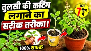 Tulsi ki Cutting kaise lagaen | How to grow Tulsi | grow holy basil from cutting | Tulsi Plant Care