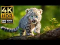 Download Lagu BABY ANIMALS 4K HDR | with Cinematic Sound (Colorful Animal Life)