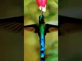 Download Lagu Het leven van een kolibrie #vogels #kolibrie #natuur #bloemen #leven #kotaramalingaiah