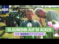 Download Lagu Aussaat und Ernte von Mohn sind eine echte Herausforderung | Die Nordreportage | NDR