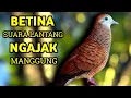 Download Lagu Perkutut Betina Memanggil Jantan Suara PALING BERHASIL Memancing Perkutut Jantan Langsung Manggung