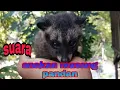 Download Lagu suara anakan musang pandan