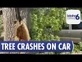 Power Outages Follow Tree Falls on Boise Bench Due to Strong Winds