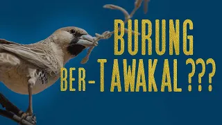 Download Burung Bertawakal MP3