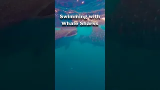 Unreal Whale Shark Encounter Swimming with Too Many To Count – Sneak Peek At Our Next  Episode