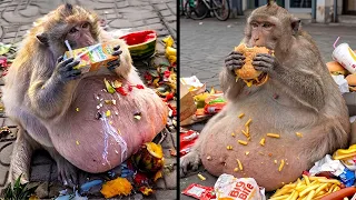 Watch The Fattest Animals In The World