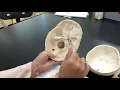 Exercise 9 The Axial Skeleton
