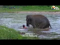 Elephant Runs To Her Favorite Person Every Time He Calls Her Name | The Dodo