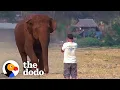 Download Lagu Elephant Runs To Her Favorite Person Every Time He Calls Her Name | The Dodo