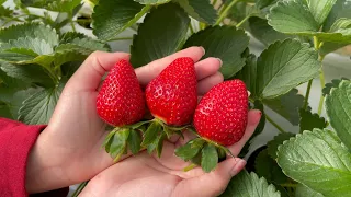 Beautiful Nature with Rural Life #2 - Harvest cashew fruit, strawberry, guava, broccoli