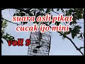 Suara asli pikat cucak ijo mini memanggil burung liar