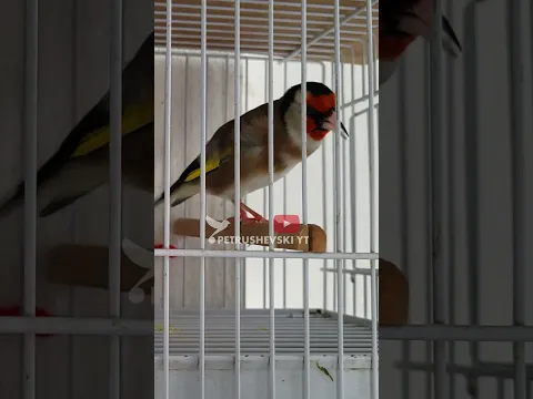 Goldfinch Champion
