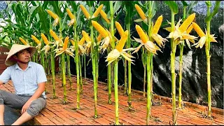Grow Sweet Corn by following this technique - You can harvest a lot without land   Noal farm 2026